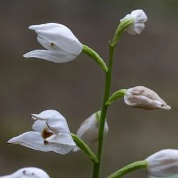Cephalanthera longifolia