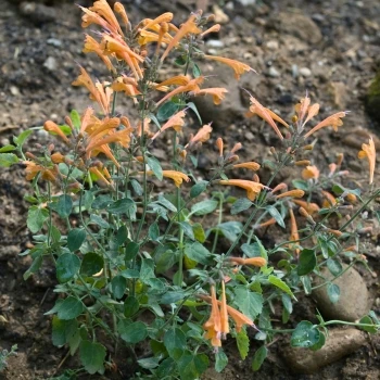 Agastache aurantiaca