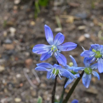 Scilla siberica