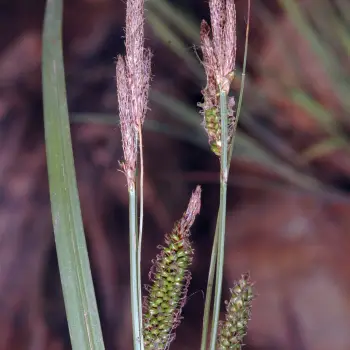 Carex helodes