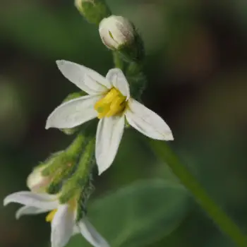 Solanum chenopodioides (3 de 4)