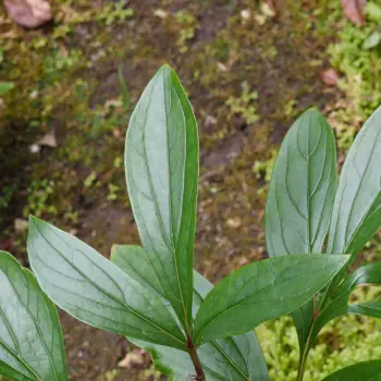 Paeonia lactiflora (2 de 3)