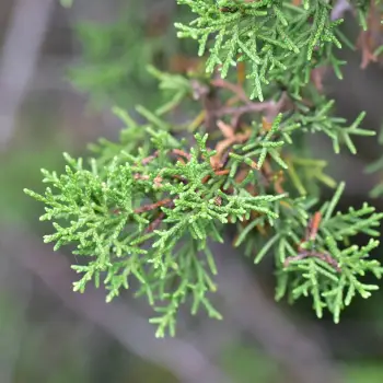 Juniperus monosperma (2 de 3)