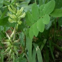 Astragalus glycyphyllos