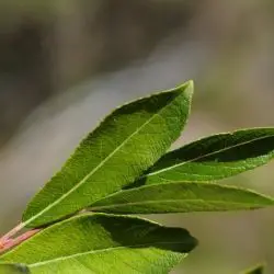 Salix bicolor (3 de 3)