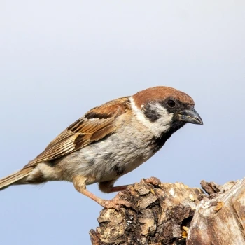 Passer montanus