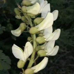 Fotografía Erophaca baetica subsp. baetica  (1 de 3)