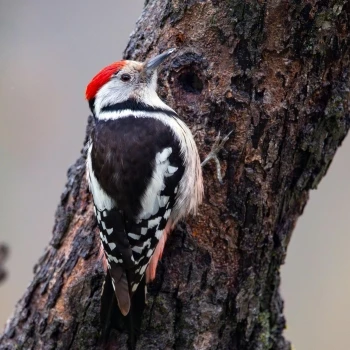 Pico mediano (Dendrocoptes medius)