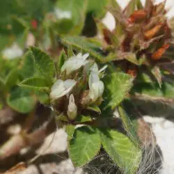 Trifolium scabrum (2 de 3)