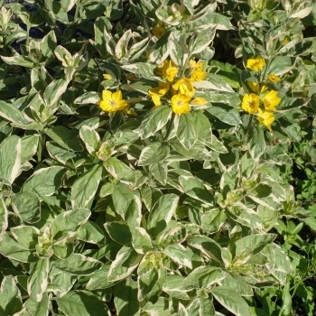 Lysimachia punctata