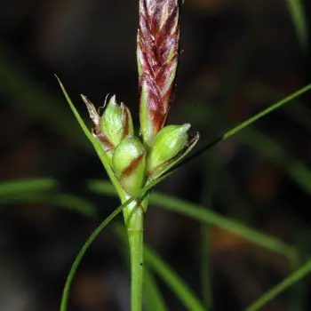 Carex halleriana (4 de 5)