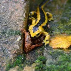 Fotografía Salamandra salamandra (1 de 2)