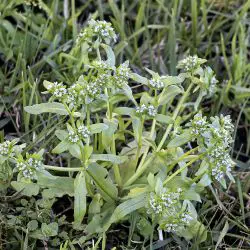 Valerianella locusta subsp. lusitanica
