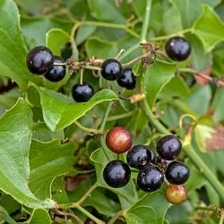 Smilax aspera