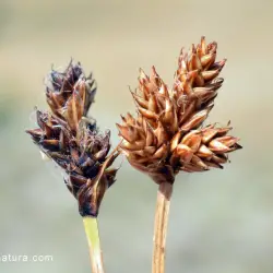 Carex lucennoiberica