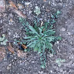 Corrigiola telephiifolia (3 de 3)