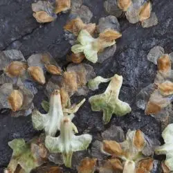 Betula populifolia (1 de 2)