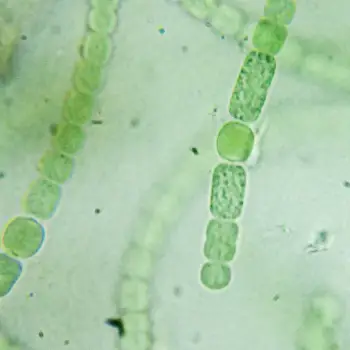 Anabaena oscillarioides (3 de 3)