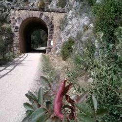 Baizongia pistaciae