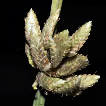 Cyperus laevigatus (1 de 2)