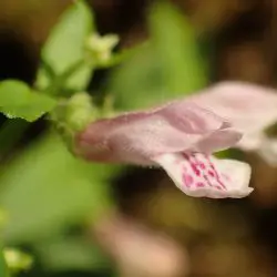 Scutellaria minor (2 de 2)
