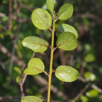 Rhamnus saxatilis subsp. saxatilis (2 de 5)