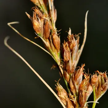 Rhynchospora modesti-lucennoi (5 de 5)