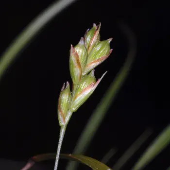 Carex halleriana (2 de 3)