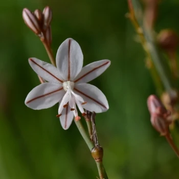 Asphodelus ayardii
