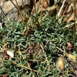 Dianthus langeanus (3 de 3)