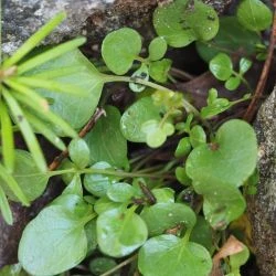 Cardamine resedifolia