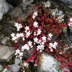 Sedum brevifolium (1 de 2)