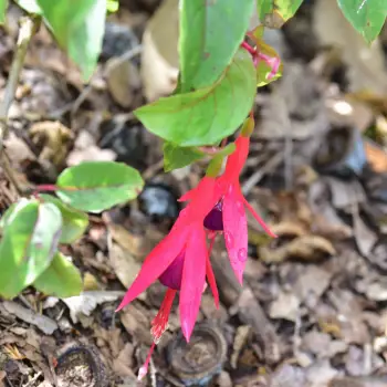Fuchsia corallina 'Variegata'