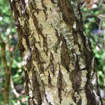 Betula celtiberica (2 de 6)