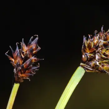 Carex furva (2 de 6)