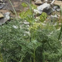 Bupleurum angulosum