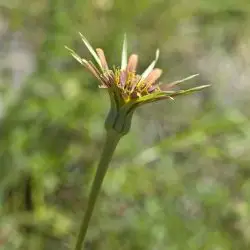 Tragopogon castellanus (2 de 3)