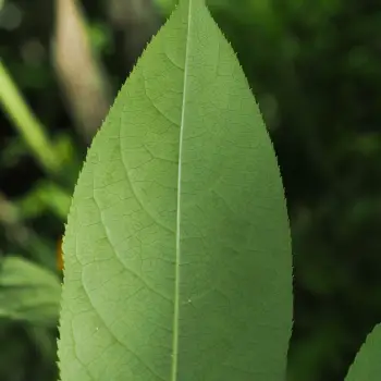 Staphylea pinnata (3 de 6)
