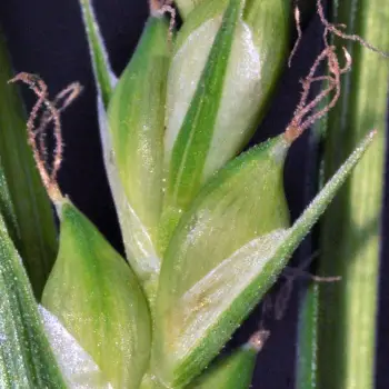 Carex olbiensis (1 de 5)