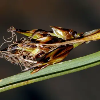 Fotografía Carex curvula subsp. curvula (3 de 6)