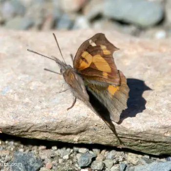 Mariposa del almez (Libythea celtis) (2 de 2)