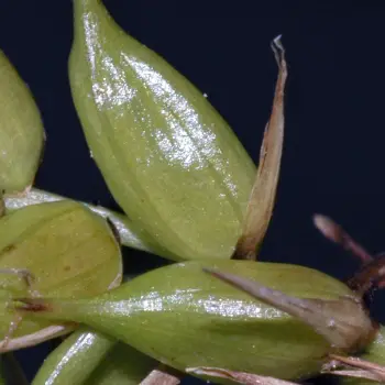 Carex vesicaria (1 de 2)