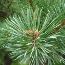 Pino albar (Pinus sylvestris) (2 de 2)