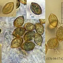 Descolea reophylla (Bertault & Malen�on) Malen�on (2 de 3)