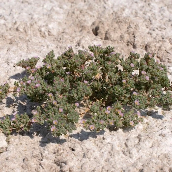 Frankenia pulverulenta (5 de 5)