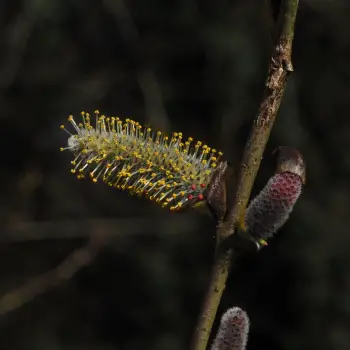 Salix purpurea (2 de 4)