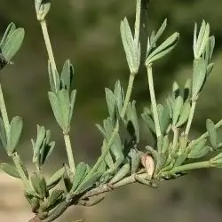 Dorycnium pentaphyllum (2 de 3)