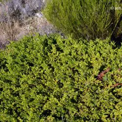 Fotografía Juniperus communis subsp. nana (2 de 3)