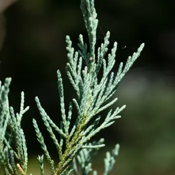 Juniperus chinensis 'Stricta' (1 de 3)