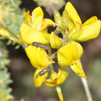 Acmaeodera guayarmina (2 de 2)